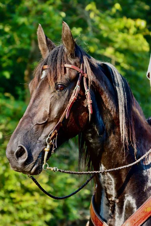 trail-friesian-horse