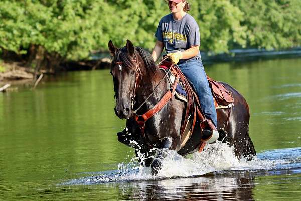 husband-safe-friesian-horse