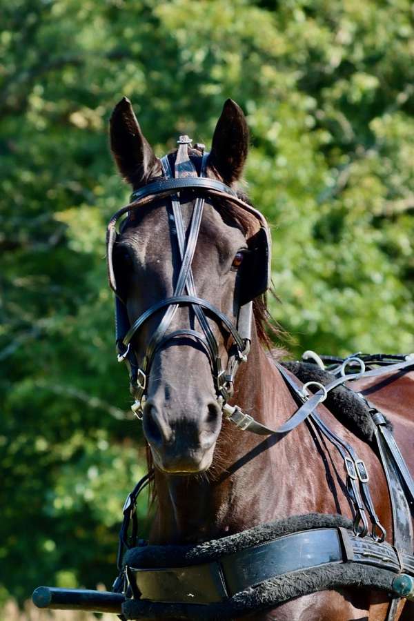 all-around-friesian-horse