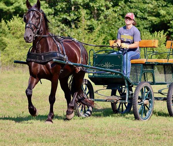 gentle-friesian-horse