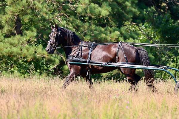 driving-friesian-horse