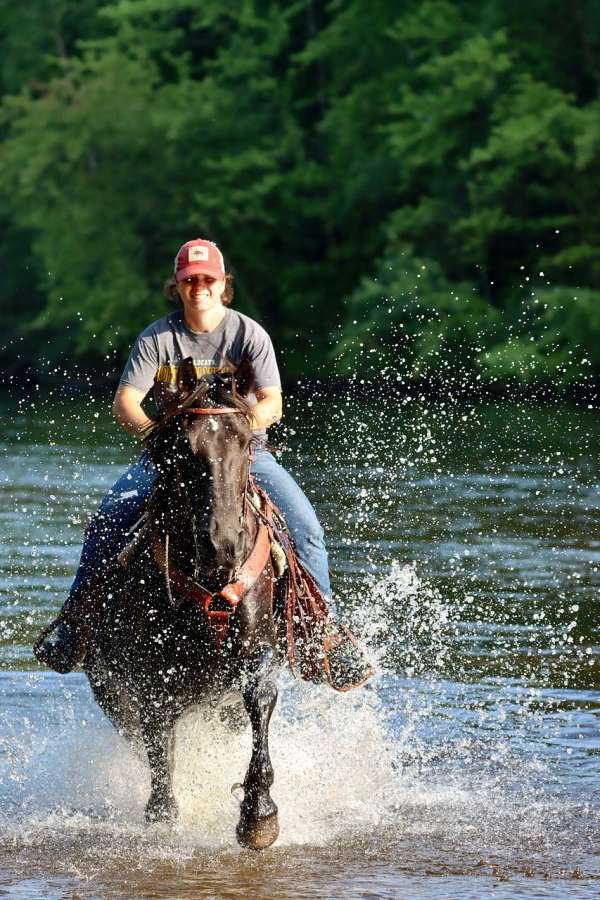 athletic-friesian-horse