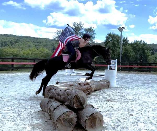 bay-see-pics-horse