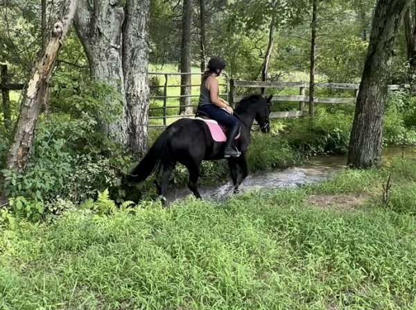 family-morgan-horse