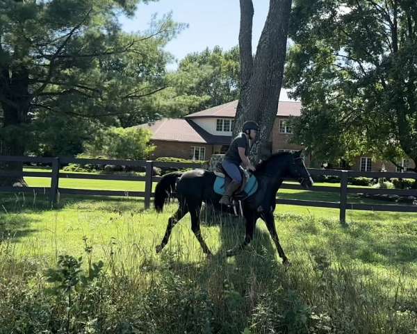 trail-morgan-horse