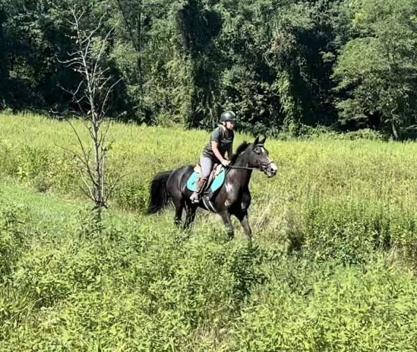 all-around-morgan-horse