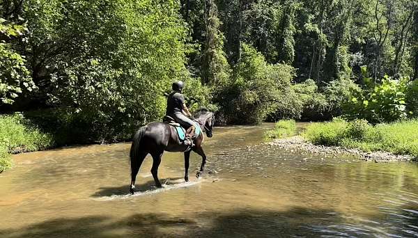 jumping-morgan-horse