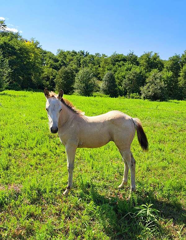 all-around-quarter-horse