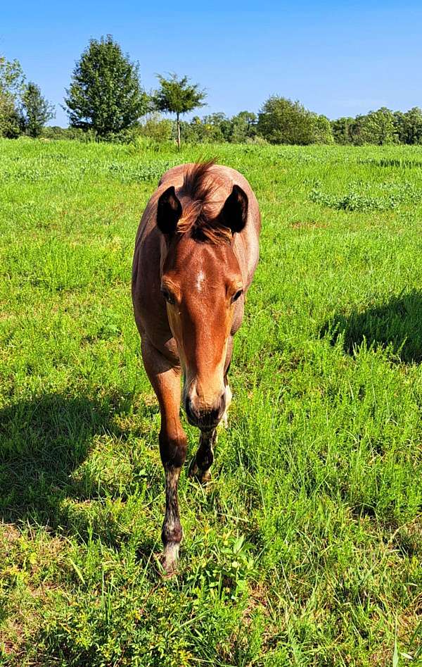 bay-quarter-horse-colt