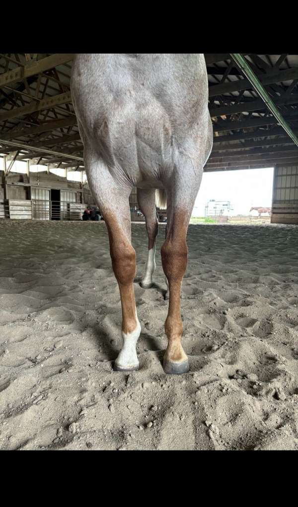 cattle-warmblood-horse