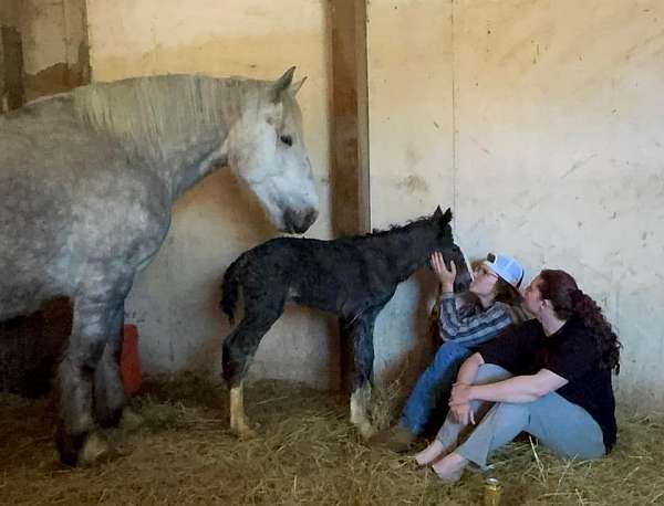 grey-see-pics-horse