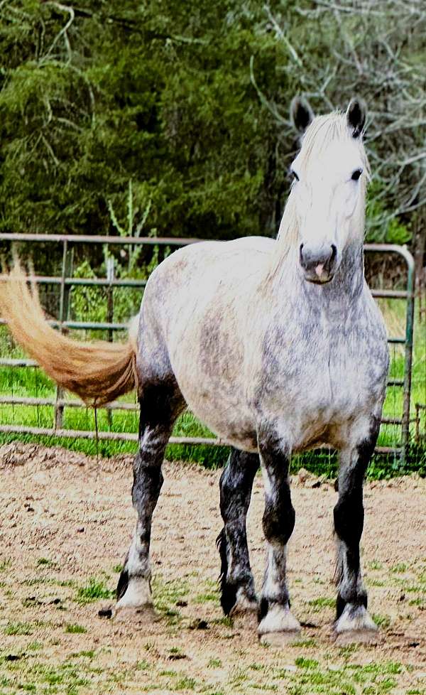 flashy-percheron-horse