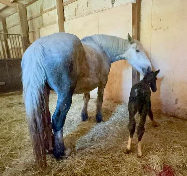 trail-percheron-horse