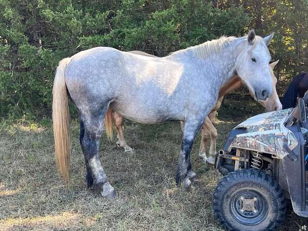 all-around-percheron-horse