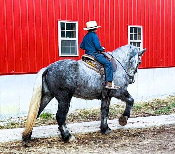 gentle-percheron-horse