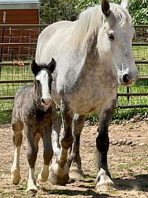 broodmare-percheron-horse