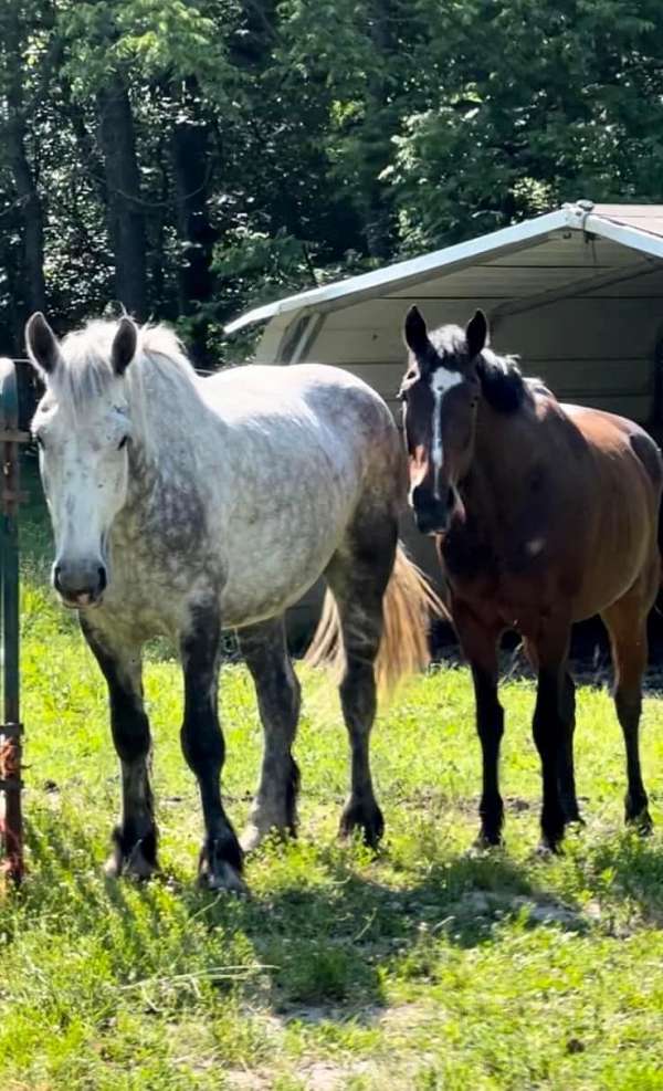 draft-cross-percheron-horse