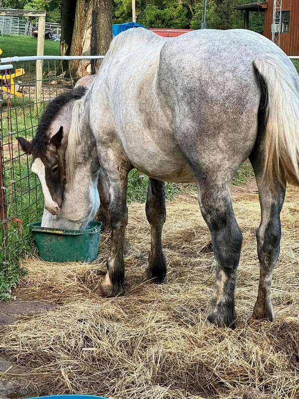 breeding-percheron-horse