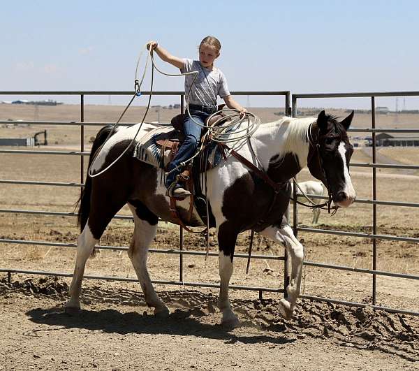 tobiano-see-pics-horse