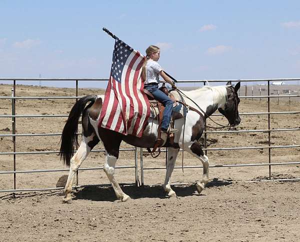 all-around-paint-horse