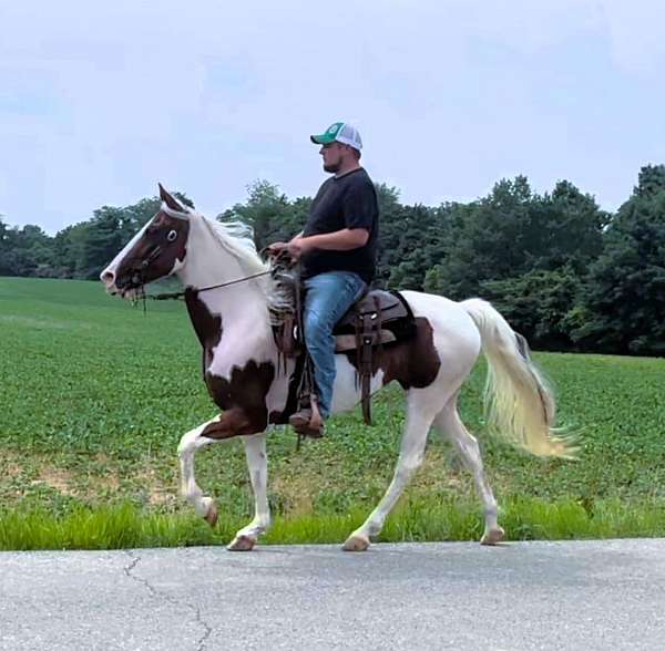 tobiano-see-pics-horse