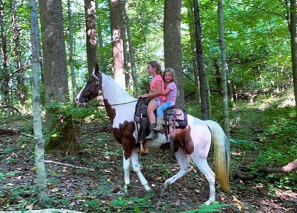 gaited-spotted-saddle-horse