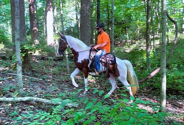 family-spotted-saddle-horse