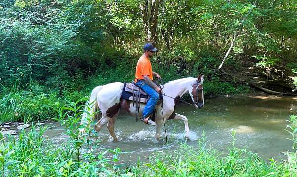 trail-spotted-saddle-horse