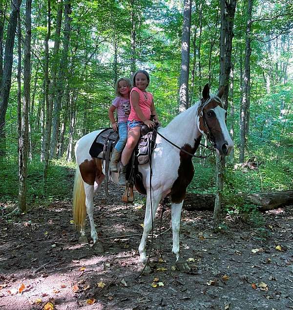 husband-safe-spotted-saddle-horse