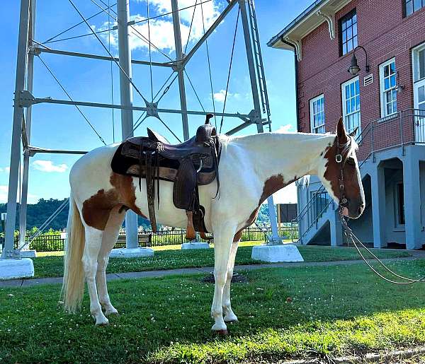 all-around-spotted-saddle-horse