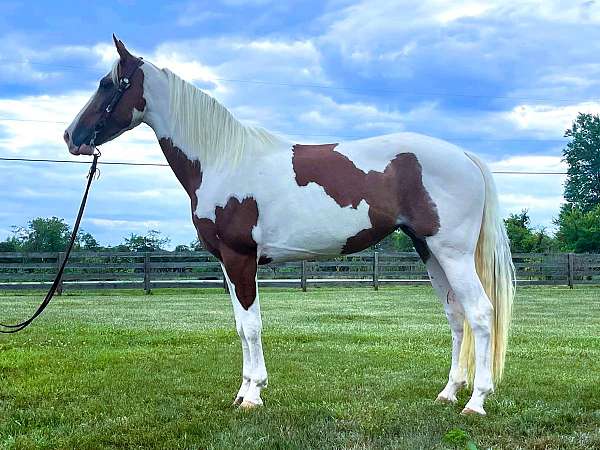 kid-safe-spotted-saddle-horse