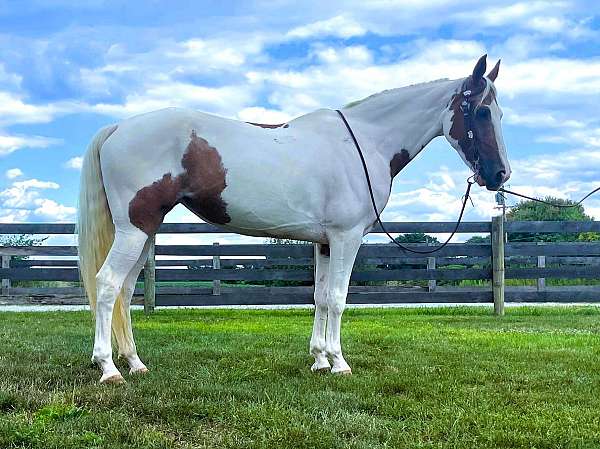 lesson-spotted-saddle-horse