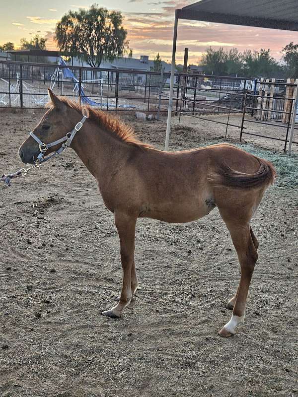 sorrel-aqha-nfqha-filly-weanling