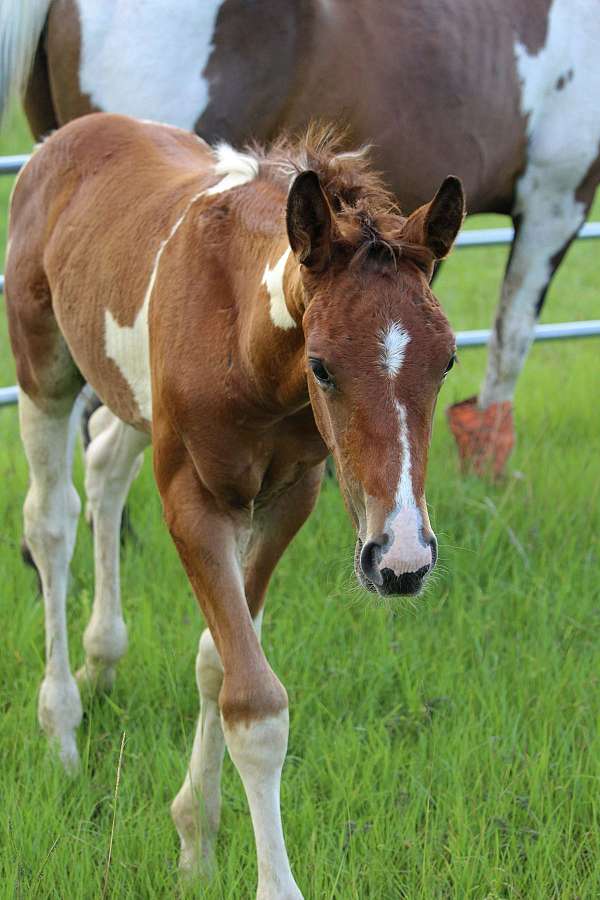 paint-dutch-warmblood-horse