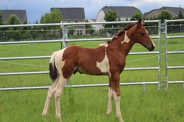 warm-blood-dutch-warmblood-horse