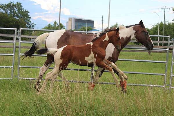 pinto-kwpn-colt