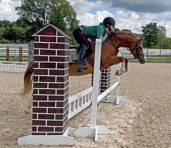 chestnut-4-white-socks-pony