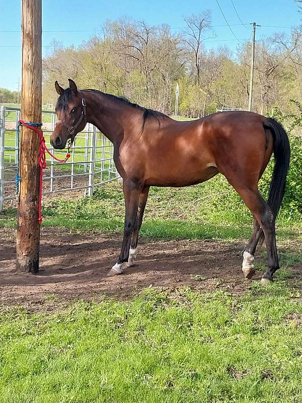 bay-white-arabian-filly-mare