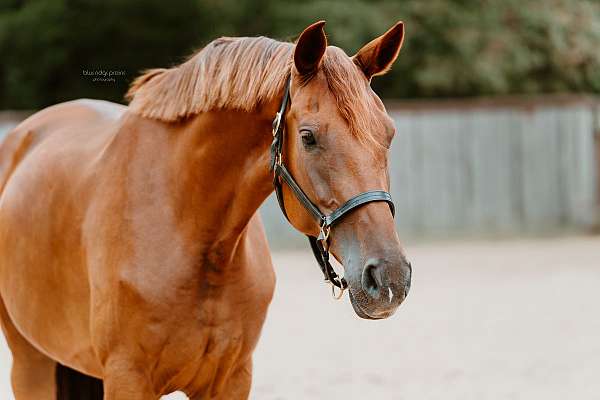 dutch-warmblood-mare