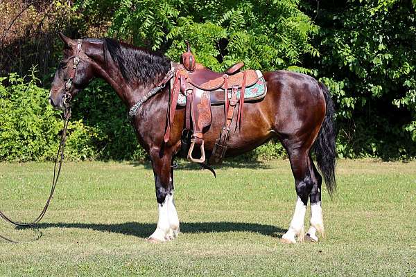 all-around-morgan-horse