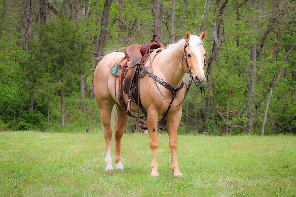 all-around-quarter-horse