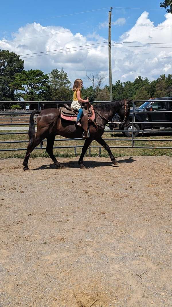 black-tennessee-walking-horse