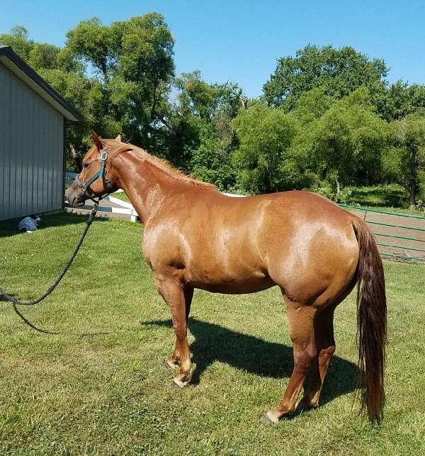 chestnut-breeding-hypp-nn-horse