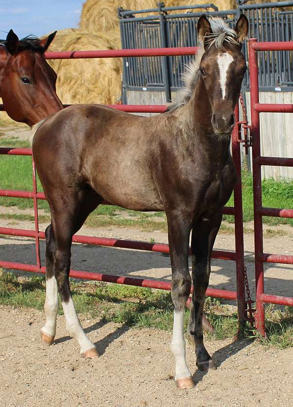 beauty-morgan-horse