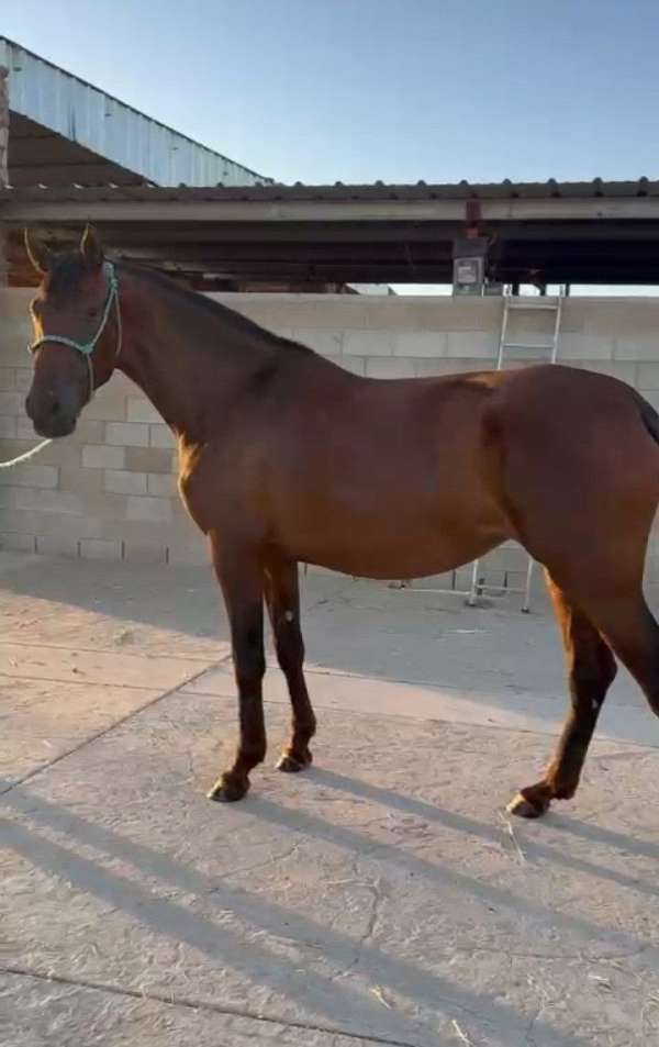 dressage-andalusian-horse