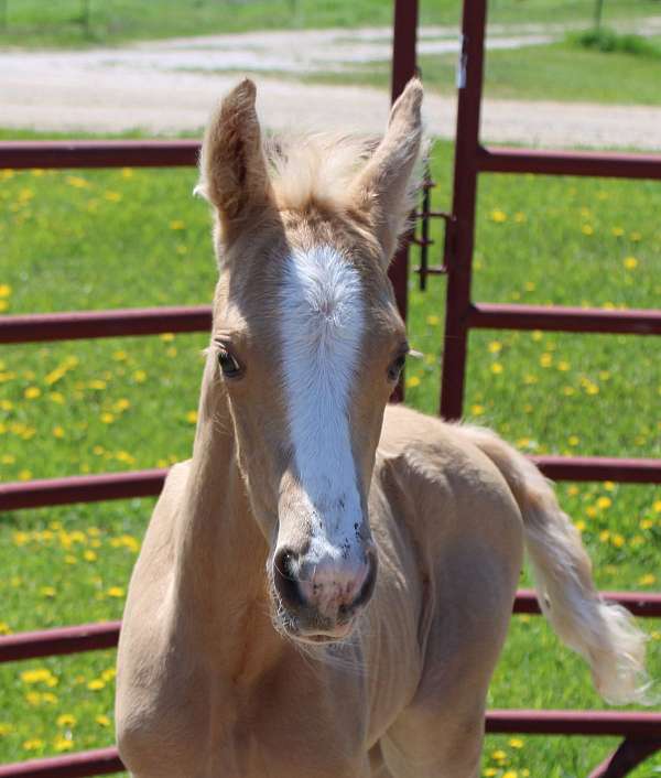 palomino-colt-morgan-horse