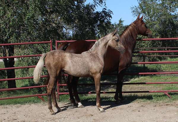 arboria-morgan-horse