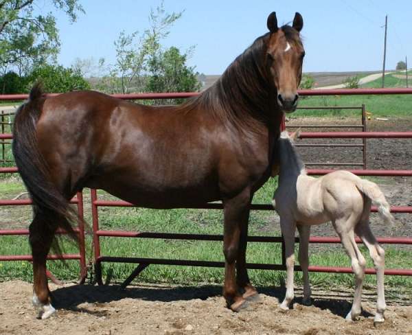 basics-morgan-horse