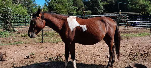 all-around-pinto-horse