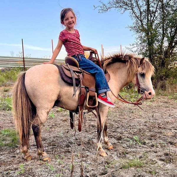 buckskin-gelding-pony